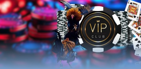 Đá gà ALO789 tổng quan về sảnh giải trí nổi bật hiện nay