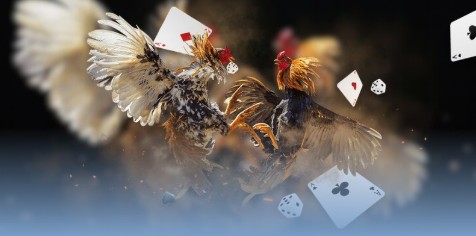 Đá gà ALO789 khám phá các hình thức được ưa chuộng tại sảnh