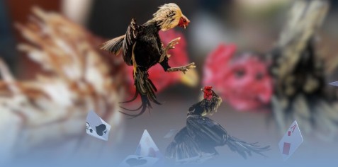 Đá gà ALO789 phân tích ưu điểm tạo nên sức hút lâu dài