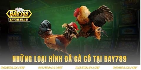 Top loại hình đá gà hot hit – được người xem quan tâm nhiều nhất