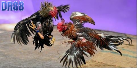 Tổng quan về trang cá cược đá gà Dr88