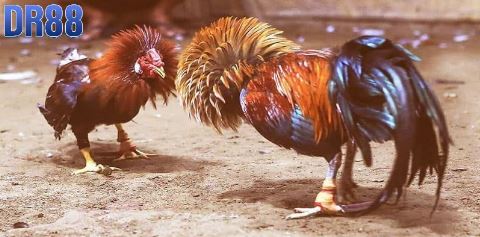 Điểm mạnh mà đá gà tại Dr88 hấp dẫn người chơi