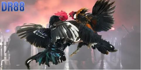 Dòng đá gà được nhà cái Dr88 cung cấp