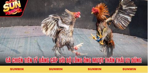 Gà chiến tiền tỷ đẳng cấp với bộ lông óng mượt và thần thái uy dũng