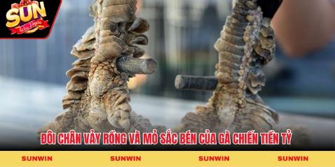 Cận cảnh đôi chân vảy rồng và mỏ sắc bén của gà chiến tiền tỷ