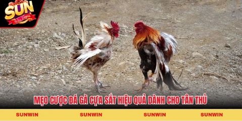 Khu chuồng trại hiện đại với hệ thống chăm sóc gà chiến chuyên nghiệp