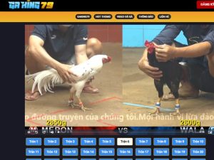 GAKING79 là điểm đến mà mọi tay chơi gà đều biết tới