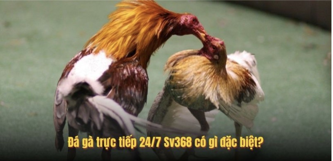 Đá gà trực tiếp 24/7 PG88 có gì đặc biệt?