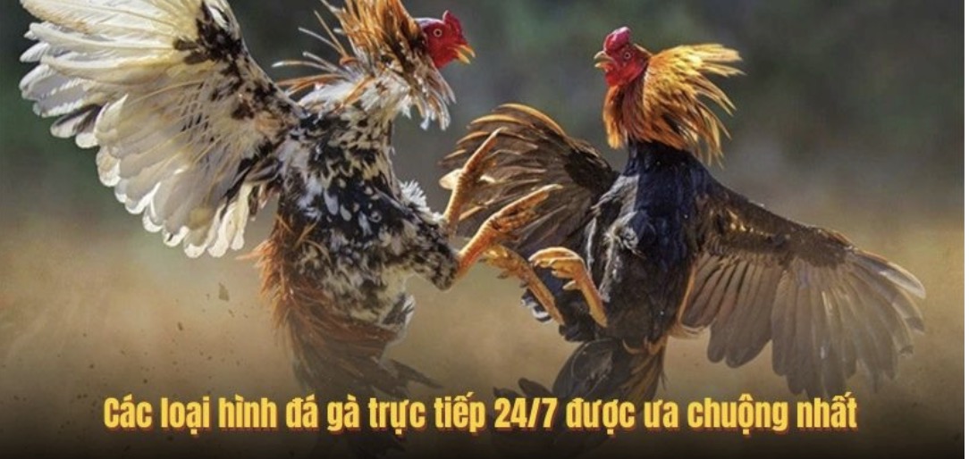 Các loại hình đá gà trực tiếp 24/7 được ưa chuộng nhất