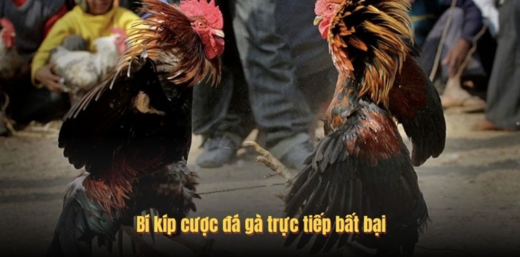 Bí kíp cược đá gà trực tiếp bất bại