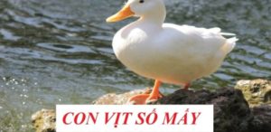 Bí kíp chọn số chính xác nằm mơ thấy vịt