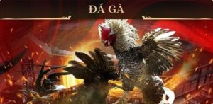 Các mức tỷ lệ cược hấp dẫn