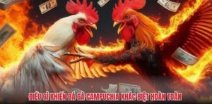 Điều gì khiến đá gà Campuchia khác biệt hoàn toàn so với phần còn lại