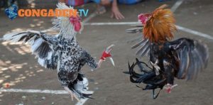 Mỗi địa điểm bồ gà đều có lịch thi đấu theo quy định