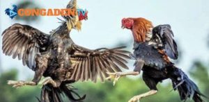 CONGADEN là nền tảng chuyên cung cấp trực tiếp đá gà