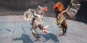 Sự riêng biệt của đá gà tre mà bạn nên biết 