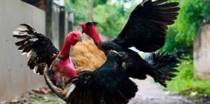 Kinh nghiệm rèn luyện gà tre