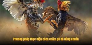 Phương pháp thực hiện cách chăm gà đá đúng chuẩn