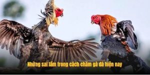 Những sai lầm trong cách chăm gà đá hiện nay