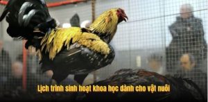 Lịch trình sinh hoạt khoa học dành cho vật nuôi